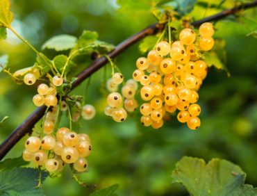 Bunch of grapes